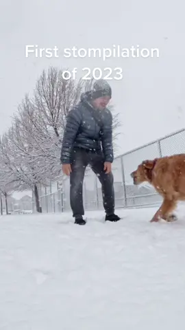 Aaaaaand sheeeee stomp #dog #goldenretriever #nalastomp 