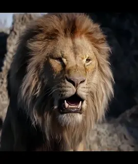 #movie  #thelionking  #simba  #lion  #fyp #animation  #movieclips   #fypシ  #top  #video  #foryou  #foryoupage  #fy
