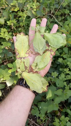 The variety in leaf insects is amazing. #nature #fyp #tiktok #viral #amazing #explore #insects #foryou #insect #natura #biology #foryoupage #phasmid #leafinsect #scicomm 