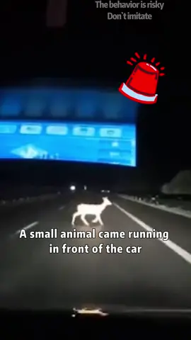 What to do if there are small animals ahead when driving at high speed？#skills #tiktok #howto #knowledge #fpy #foryou #LearnOnTikTok