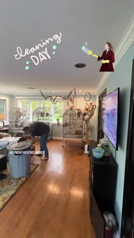 Shower and cleaning day🚿🚿🚿🧹🧹🧹#babyparrot #talkingparrot #congoafricangrey #africangrey #africangreyparrot #parrot #parrotsofinstagram #africanparrot #africanparrots #parrotsofinstagram #greyparrots #africanparrotsofinstagram #symontheafricangreyparrot #Love#africangreyparrotsofinstagram #petsofinstagram #birds #cag #talkingbird #crazybird #playbird #crazybird #birdsofinstagram #sillybird #parrots #cleaningday #showerday