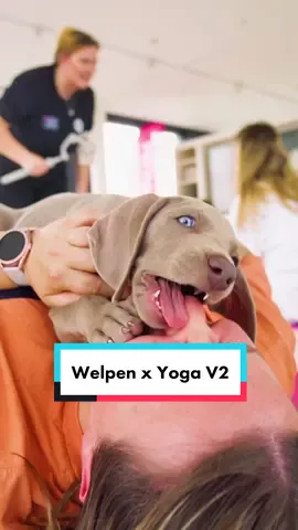 🐶Welpen & Yoga V2 weil es einfach so schön war hier noch ein Video von dem Tag❤️   #hund #welpe #yoga #Vlog #comedy #unterhaltung #namaste #dog #fy #fyp 