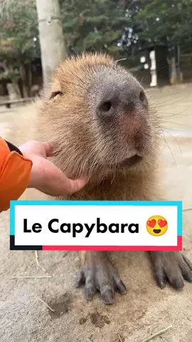 Parlons du Capybara 😍 Le plus gros rongeur du monde ! #capybara #rongeur #animaux #mignon 