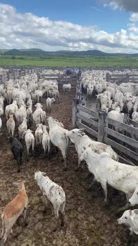 Quem é apaixonado por isso aqui não quer saber de outra coisa não! 😍 #pecuariabrasil🇧🇷🐂🐂🐂🐂 #TikTokMeFezAssistir #nelore #agro #pecuaria #agronegocio #veterinaria #fazenda 