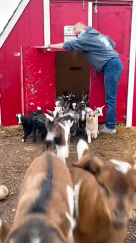 Cute Goat #babygoat #goat #goatoftiktok #minigoat #farmlife