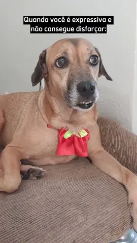 A cara de deboche sempre vem! 😂 Quem mais é assim? #emilydog #meme #humor #foryou #cachorrosdotiktok 