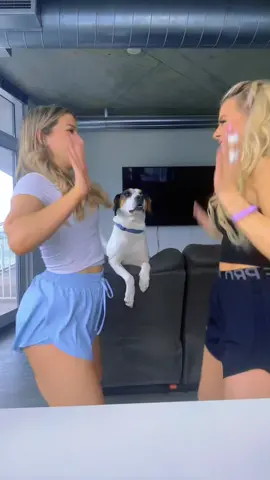 the dog was a paid actor #fyp #foryou #dog #dogsoftiktok #hypeyourbestieup #nashville #bestfriend 