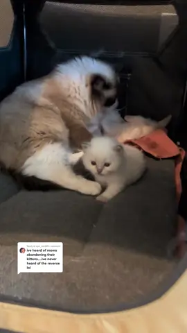 Replying to @syd_san99 I guess the kittens wanted to switch moms for the day 