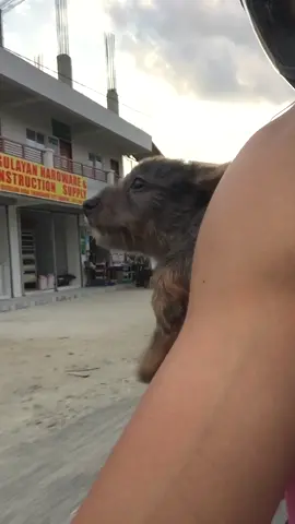 This little pup is swimming through the air 🤣🐶🚗  #viralhog #puppy #cute #fun 