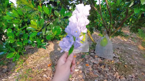 Em đi trên cỏ non mượt mà, làm lòng anh say đắm ..kk#xuhuong #caibetiengiang #fyp #trending 