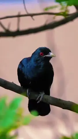 #birdsong #tiktokbirds #asiankoel #birdslover #naturevibes 
