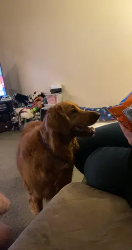 WWE Doggie smackdown 🤣