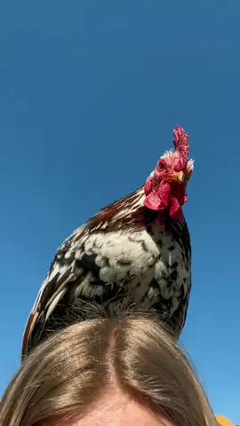 Good morning from sjekkien❤️❤️ he’s so cute🥺 #chickens #chickensoftiktok #rooster #cute #animals #viral #foryou 