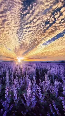 💜💜💜 #naturescenery #nature#lavender #sunset  #flowers #fyp 