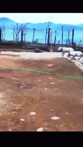 fight between kangal and dodo argentino👑 #fyp#kangal#dodo#video#virzl#pourtoiii  #subscribeplease 