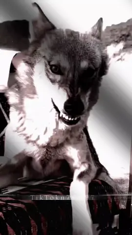 #تصميمي_تصميمي_فيديوهات🎶🎤🎬  #تجمعو_ضدي_وراحو_نهايب  #اكسبلورexplore 