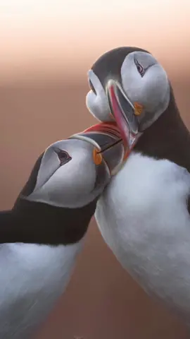 After the last video, here are some photos from my meeting with the Puffins in Iceland at sunset ❤️ #nature #iceland #photography 