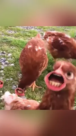 Talking Chickens #comedy #tiktokers #model #funnymemes #dankmemes  #tiktokmemes #style #foryou #fun #insta #memesdaily #tiktokviral #instadaily #beauty #reels #bollywood #beautiful #lol #happy #fyp #funny #life #photooftheday #funnyvideos  #friends #lucu #chicken #mouth #talk 