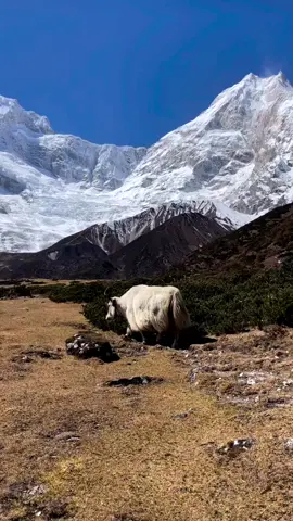 ✅️4.100m high Yak encounter on the feet of Manaslu, the 8. highest mountain of the world 8.163m. 🏔 We walked 10 days/ 170km and went from 800m all the way up to 5.100m to larkey la pass. What a journey. How lucky we were with the weather! Himalya you really are breathtaking, not only because of the thin air up there but because of your astonishing landscapes. 📸 @gioia.osthoff 🙏 #himalayas #manaslu #larkeylapass #manaslucircuit #manaslucircuittrek #travelnepal #hikenepal #manasluhiking #pungyengompa #namaste #annapurnacircuit #shyala #yak #yakandyeti #nepal #nepalreise #manaslucircuittrek #himalayan #wandern #nepaldiaries #nepalplanettreks #trekkingroutesinnepal ✅️E-mail :sanjibtrekguide@gmail.com ✅️www.nepalguideinfo.com 