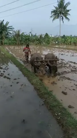 #anakdesa #bajaksawahpakaikerbau 