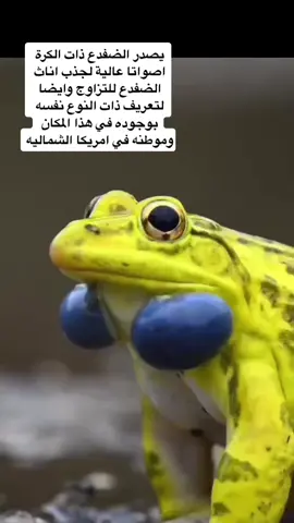 #معلومة_جديدة_كل_يوم #ضفادع 