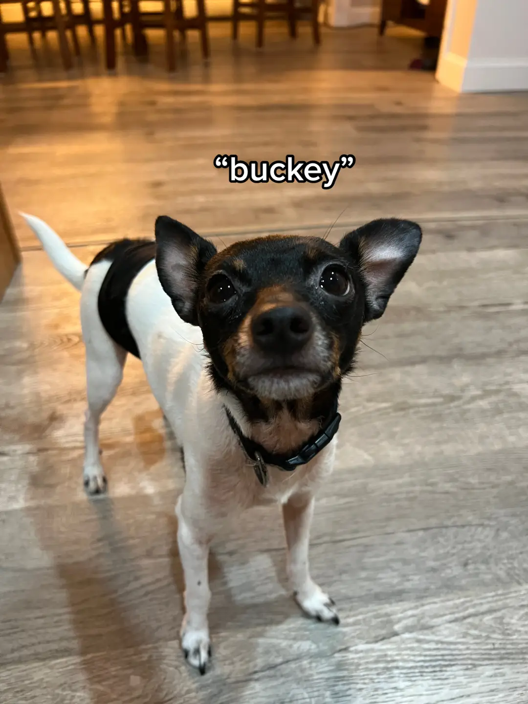 MY BABY BOY (his og name is buckley but we call him buckey” #dogsoftiktok #fyp 