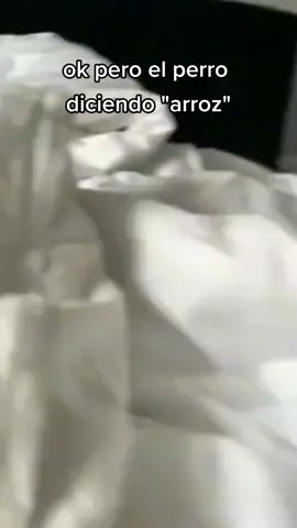 que tierno <33333💖💖💖💖 #perritos #perro #diciendo #arroz  #tierno #cute #virall #noflop #tiktok #edits 