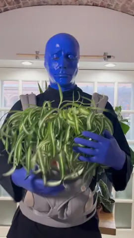 Blue Men trying out their green thumb thanks to @heyrooted. NEW BioSonification music video releasing on YouTube at 12:30pm ET 🪴