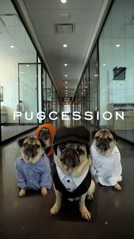 “Pug Off” -Doug 😎 Did he nail the #succession intro or what?? @hbomax #successionhbo #dogsoftiktok #hbomax #dougthepug #cousingreg 