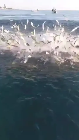 #fy #fypシ #viral #fish #fishing #gofishing #topwaterfishing #explore #اكبسلور #😱😱 