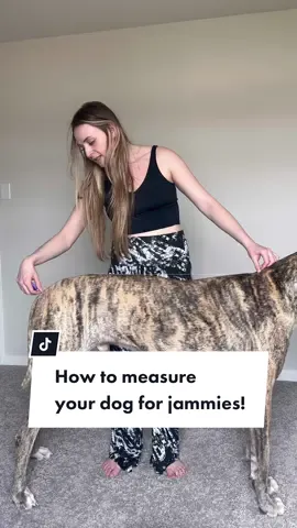 HOW TO: measure your dog to ensure accurate sizing!  We do not accept returns due to incorrect sizing, so here is an updated video showing you exactly how to measure your dog! Neck: measure around the widest part of the neck. If your dog is in between neck sizes, consider the fact that if the neck is unable to slide too far down the chest, it will allow the jammies  to stay in place to fit better!  Length: BASE YOUR SIZING OFF OF THE LENGTH & adjust accordingly. The neck of the jammies should ideally sit just above the shoulder blades. From there, measure to the base of the tail!  Chest: measure around the deepest part of your dogs chest. You’ll notice, looking at the size chart (link in bio), that it seems like there might be an excessive amount of room - however if your dog is fluffy, or even just to allow for ample movement, I ensure you it won’t sag.  If you have any questions, please feel free to reach out at any time by any method for help! #greatdanejammies #viraldogjammies #dymondscojammies #greatdanelife #dogmom #dogmomapparel #dogaccessories #dogapparel #dogsdressedup #dogloversfeed #pajamaparty #clothesfordogs #measuringtape #measuring #sizechart #gentlegiant #irishwolfhoundsofinstagram #greatdanemom #daniffsofinstagram  #dobielove #bigdogsrule