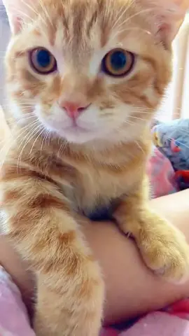 bunyi kucing mengeong#cat #cute #fyp #catsoftiktok