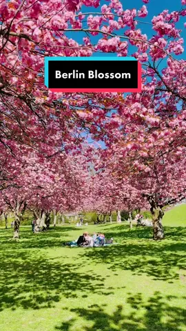 Lilianthal is in full bloom 🌸 #berlinblossom #cherryblossom #frühling #visitgermany #germanytourism 