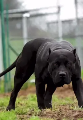 Black Pitbull 🥇🖤#pitbull #pitbulls #pitbulllove #americanbully #americanbullyxl #bully #bullydogs #amstaff #pitbulldogs #pitbul#pitbullsoftiktok #american 