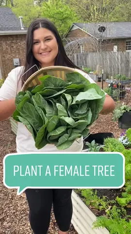#ClaritinPartner We don’t have to hate spring, plant a female tree! #DiversiTreeProject #BayerPartner #fyp #gardentok #gardening #fruittree #treetok #growyourownfood 
