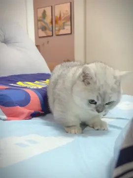 #Pet #CutePet #Cat #cuteanimals 