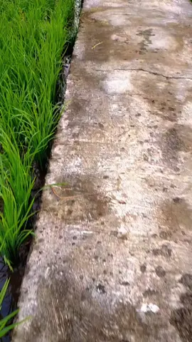 view pemandangan indah di awal bulan mei sawah depan rumah #mustafif #view #vibes #pemandangan #naturecinematic #pemandanganalam #sunrisevibes #xyzbca #fypage #fyp #fypシ #CLEARYourHeadKetombeChallenge 