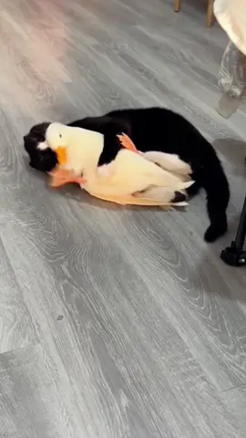 The Happy Life of Cats and Ducks#catsoftiktok #cat #catvideo #cute #fyp #funnycat 