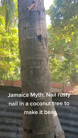 Truth or Myth: I grew up hearing that if you have a “Man coconut tree (not producing fruit)