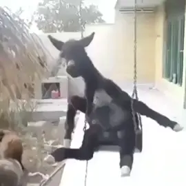 МОЙ ГОРА ЛЮБИМЫЙ РОДИНА КАВКАЗ ТАМ В ГОРАХ ВЫСОКИХ Я БАРАШКОВ ПАС,ЧТО БЫ НЕ ПОТЕЛИ ЗАВОДИЛ ИХ В ТЕНЬ, ЧТО БЫ НЕ СКУЧАЛИ ТАНЦЕВАЛ ВЕСЬ ДЕНЬ АРАВАЙ ВАЙ ВАЙ ВАЙ ВАЙ ВАЙ АРАВААЙ ВАЙ ВАЙ ВАЙ ВАЙ ВАЙ ЖЕНА У МЕНЯ ЗЛАЯ БЬЁТ МЕНЯ РУГАЕТ НУ А ТЁЩА ДОБРАЯ КОРМИТ ОДЕВАЕТ, И Я ТАК ПОДУМАЛ ЧТО БЫ БЫЛО ПРОЩЕ РАЗВЕДУСЬ С ЖЕНОЮ И ЖЕНЮСЬ НА ТЁЩЕ АРАВАЙ ВАЙ ВАЙ ВАЙ ВАЙ ВАЙ АРАВАЙ ВАЙ ВАЙ ВАЙ ВАЙ ВАЙ