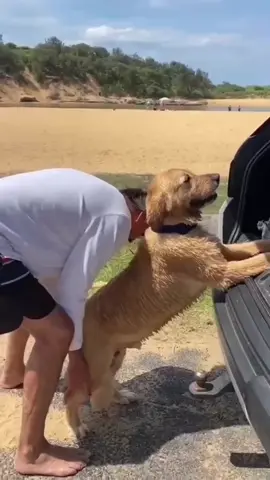 Golden Retriever edition 🤣😍🐾 #goldenretriever #goldenretrieverlife #golden #goldenretrieverpuppy #dogsoftiktok #dogs #funnyvideos #funnymoments #funnyanimals #funnydogs 