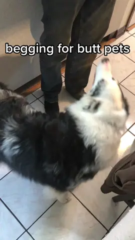 #dog #australianshepherd #chonk