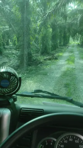 mengejar harga yang kejar kejaran turun@andripirang #AnakPetani #canter #truksawit 