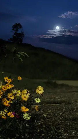 #vibes #sad #nightview #moon #flowers 