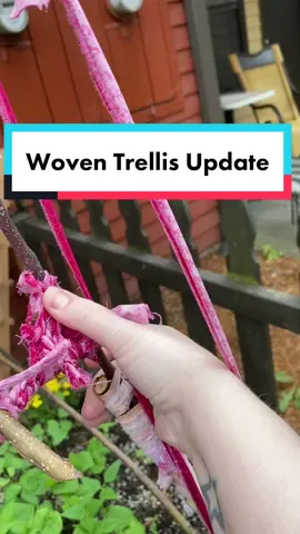 Replying to @kimberlymcfish a long awaited update is finally here 😆 After a few months of hanging out in my living room, the garden beds are finally refreshed and ready for the trellis! Over the next few days, I’ll get another branch go reinforce the wobbly leg and then set my lines of fabric strips. The strips will be secured into the soil next to the beans so they’ll be ready to grab hold for support.  #gardentrellis #patiogarden #polebeans #gardenupdate #fabricscraps #reducewaste #repurposedmaterial 