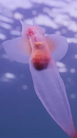 You've heard of snow angels, now behold the sea angel (Clione limacina). Filmed in the Ottawa Islands for @natgeopristineseas. ✨ 🎥 by Jon Betz
