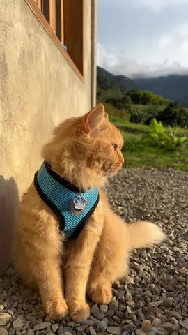 Contempando el atardecer 🌅 #cat #catsoftiktok #catlover #cats #gatos #gatostiktok #gatosdetiktok #gatosengraçados #gatosgraciosos #gatoslindos #gatosfofos #gatosfofinhos #gatostiktokers #gatitos #gatitostiktok #gatitosbebes #gatitos_haciendo_cosas #gatosamarillos #gatoscuriosos_ 