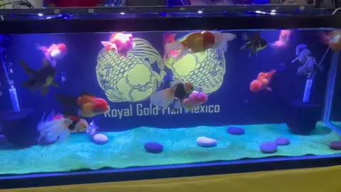 #Expoaquafest #aquafest2023 #pez #acuario #acuarofilia #marino #peceras #pecera #tiktok #biologo 