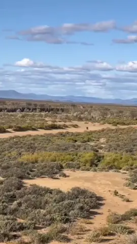 The terrible speed of a tiger... #tiger #animals #wu_africa #wildlife #junglecruise nature #videotiktokk 