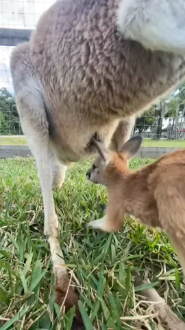 Kangaroo and her baby #kangaroo #animal 